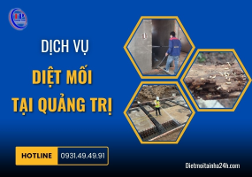 Dịch vụ diệt mối tại Quảng Trị