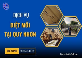 Dịch vụ diệt mối tại Quy Nhơn