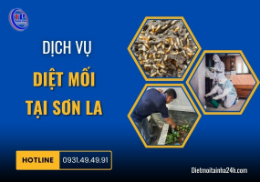 Dịch vụ diệt mối tại Sơn La