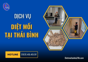Dịch vụ diệt mối tại Thái Bình