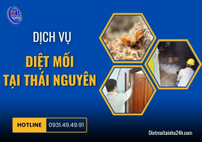 Dịch Vụ Diệt Mối Tại Thái Nguyên Hiệu Quả, Giá Rẻ