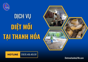 Dịch vụ diệt mối tại Thanh Hóa