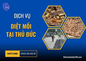 Dịch vụ diệt mối tại Thủ Đức