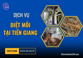 DỊCH VỤ DIỆT MỐI TẠI TIỀN GIANG HIỆU QUẢ UY TÍN      