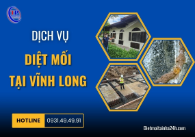 Dịch vụ diệt mối tại Vĩnh Long