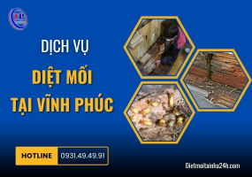 Dịch vụ diệt mối tại Vĩnh Phúc