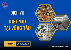 Dịch vụ diệt mối tại Vũng Tàu