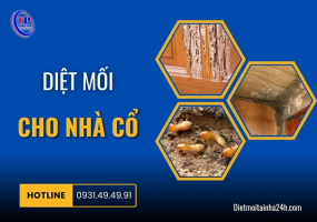 Diệt mối cho nhà cổ