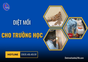 Diệt mối cho trường học