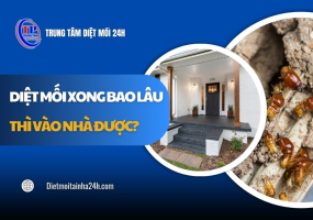 Diệt mối xong bao lâu thì vào nhà được? Giải đáp