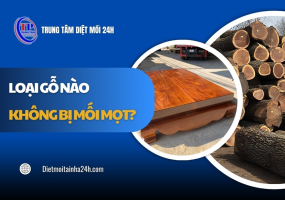 Loại gỗ nào không bị mối mọt? 10+ loại gỗ CHỐNG MỐI