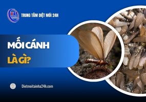 Mối cánh là gì? Thời điểm xuất hiện & cách PHÒNG NGỪA