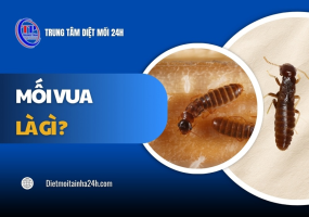 Mối vua là gì? Đặc điểm tác hại và cách TIÊU DIỆT