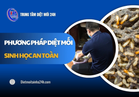 Phương pháp diệt mối sinh học an toàn: Quy trình 3 BƯỚC