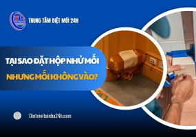 Tại sao đặt hộp nhử mối nhưng mối không vào? GIẢI ĐÁP