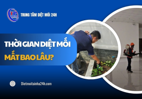 Thời gian diệt mối mất bao lâu? Theo từng phương pháp XỬ LÝ