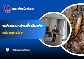 Thời gian diệt mối tận gốc mất bao lâu? Giải đáp