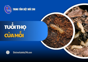Tuổi thọ của mối bao lâu? Vòng đời & TÁC HẠI