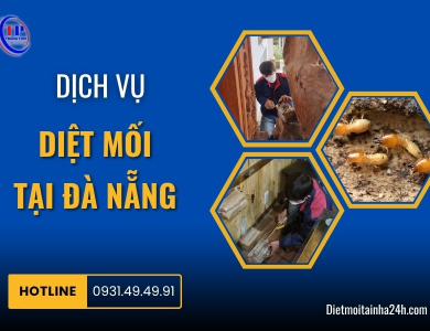 Dịch vụ diệt mối tại Đà Nẵng