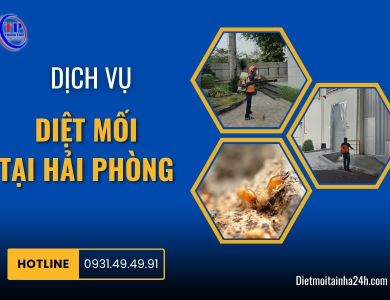 DỊCH VỤ DIỆT MỐI TẠI TP HẢI PHÒNG HIỆU QUẢ UY TÍN