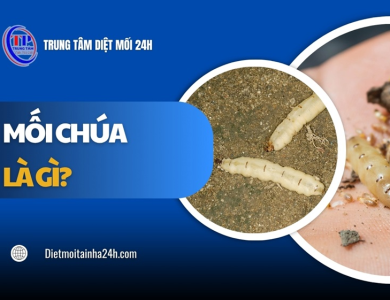 Mối chúa là gì? Vai trò đặc điểm và cách TIÊU DIỆT