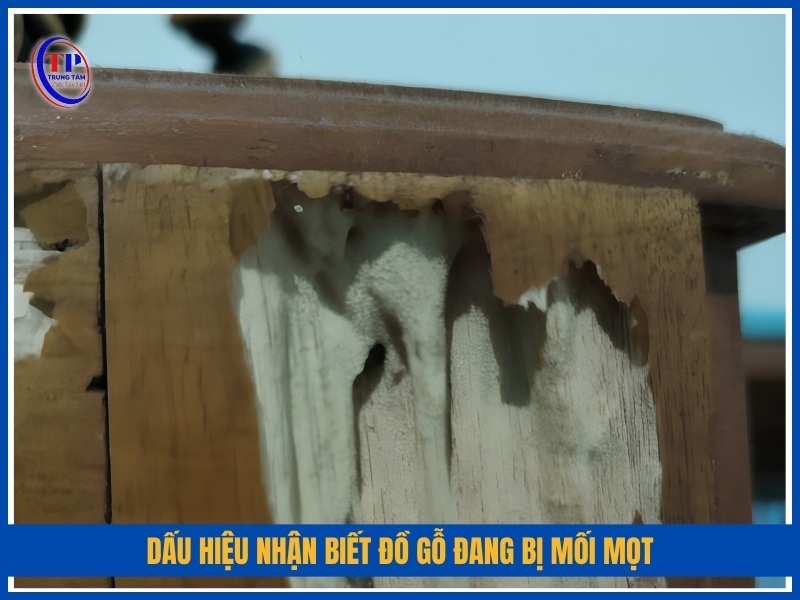 ấu hiệu nhận biết đồ gỗ đang bị mối mọt