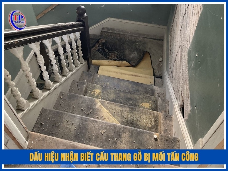 dấu hiệu nhận biết cầu thang gỗ bị mối tấn công
