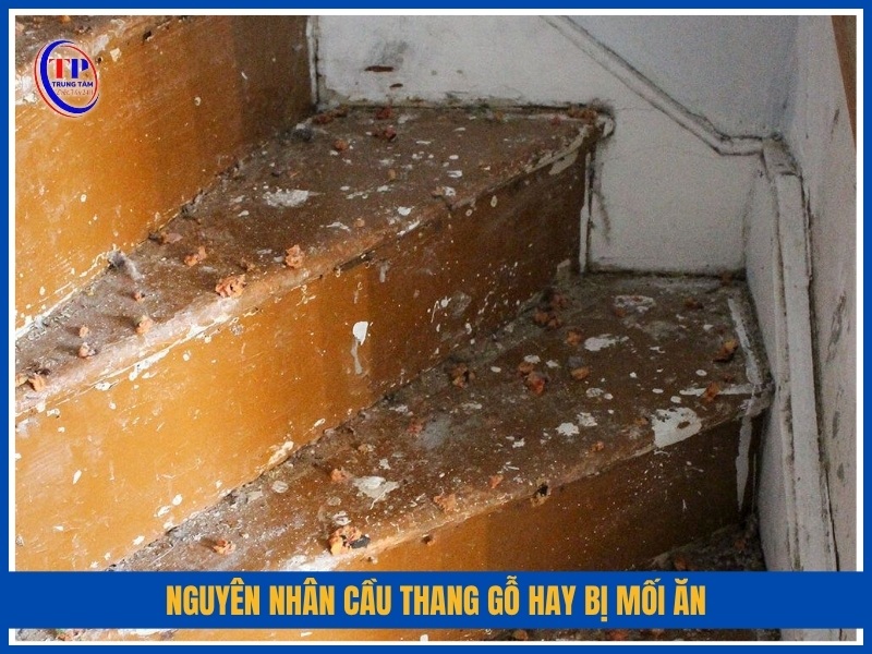 guyên nhân cầu thang gỗ hay bị mối ăn