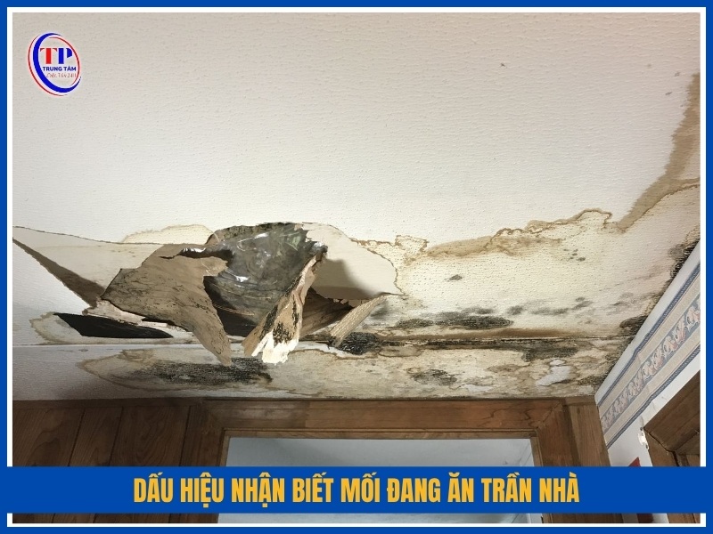 dấu hiệu nhận biết mối đang ăn trần nhà