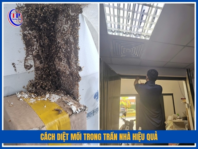 cách diệt mối trong trần nhà hiệu quả