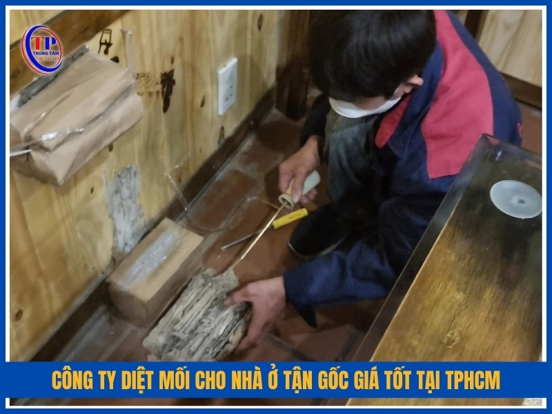 Công ty diệt mối cho nhà ở tận gốc giá tốt tại TPHCM