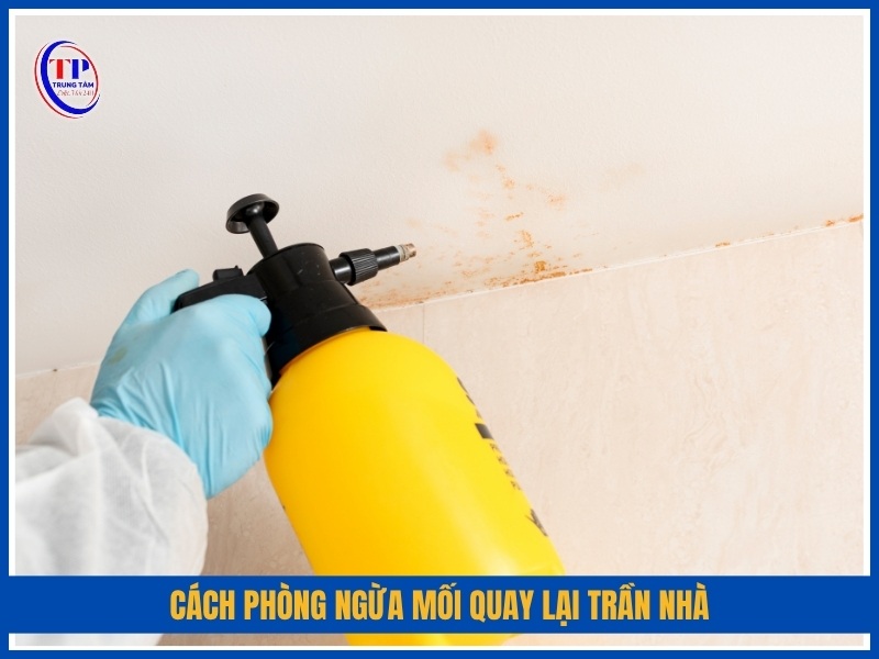cách phòng ngừa mối quay lại trần nhà