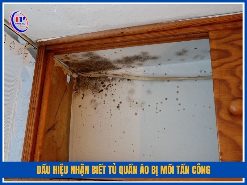 dấu hiệu nhận biết tủ quần áo bị mối tấn công