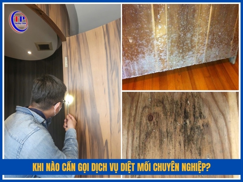Khi nào cần gọi dịch vụ diệt mối chuyên nghiệp?