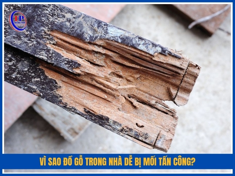 Vì sao đồ gỗ trong nhà dễ bị mối tấn công?
