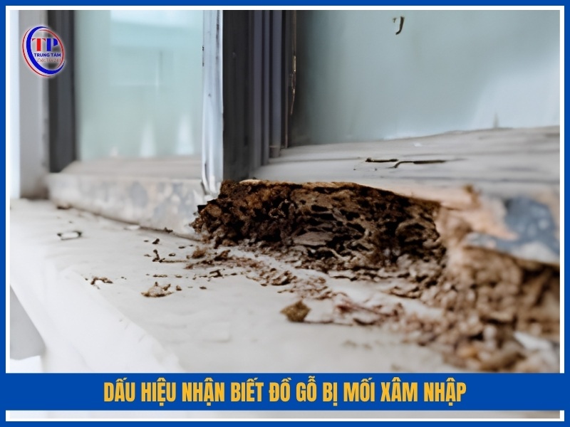 dấu hiệu nhận biết đồ gỗ bị mối xâm nhập