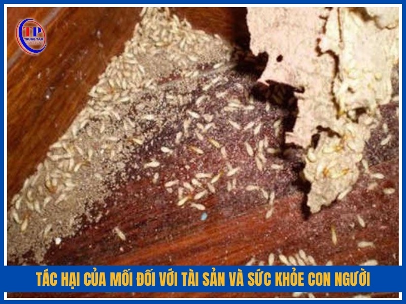 tác hại của mối đối với tài sản và sức khỏe con người
