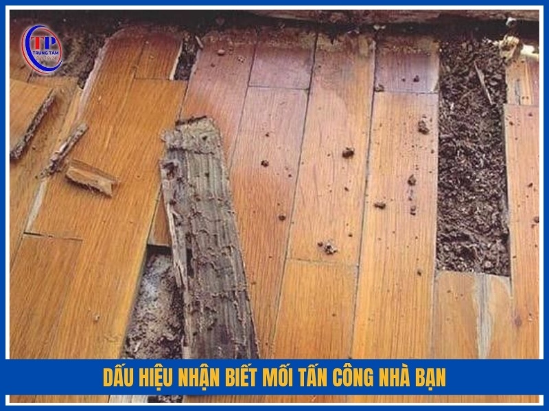 dấu hiệu nhận biết mối tấn công nhà bạn
