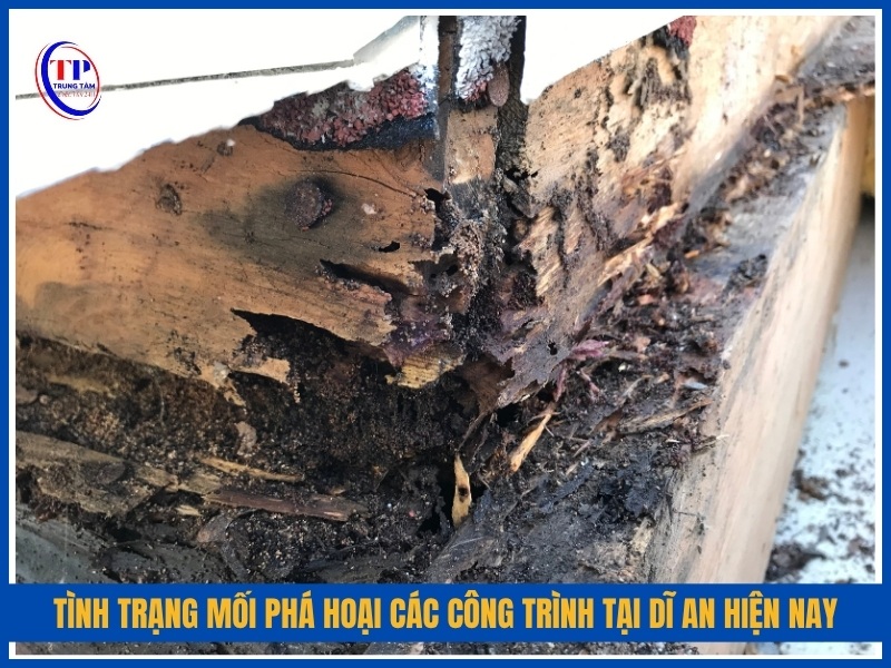 Tình trạng mối phá hoại các công trình tại Dĩ An hiện nay