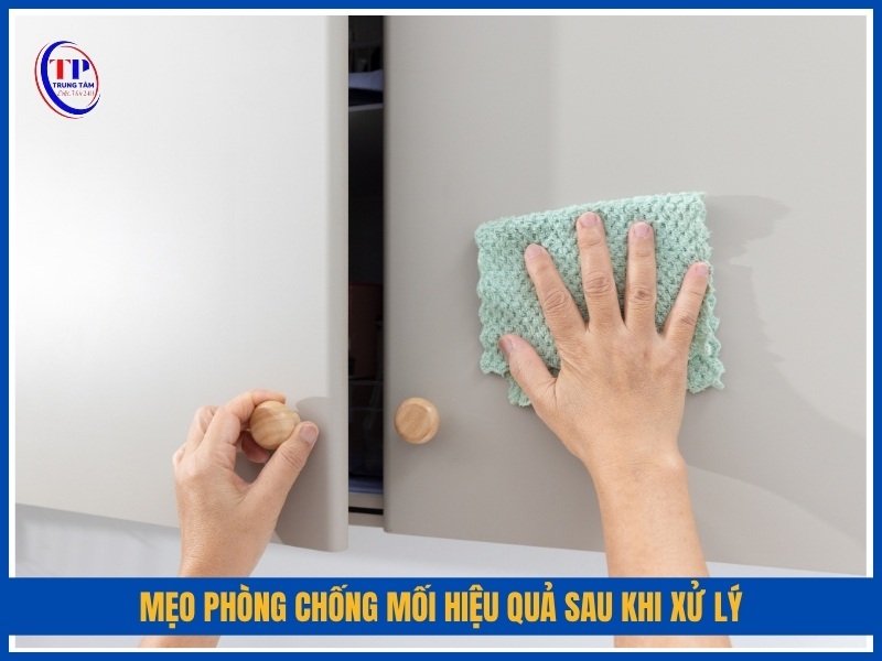 Mẹo phòng chống mối hiệu quả sau khi xử lý