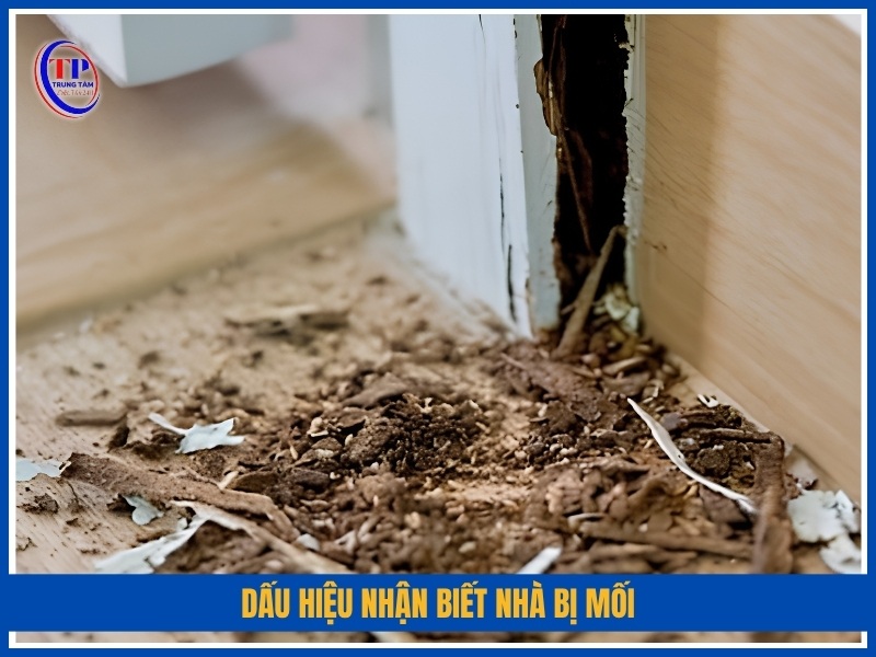 dấu hiệu nhận biết nhà bị mối