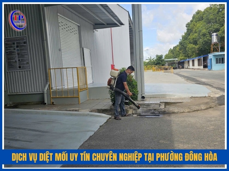 Dịch vụ diệt mối uy tín chuyên nghiệp tại Phường Đông Hòa