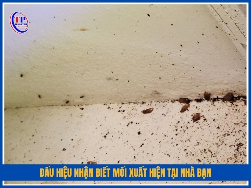 dấu hiệu nhận biết mối xuất hiện tại nhà bạn