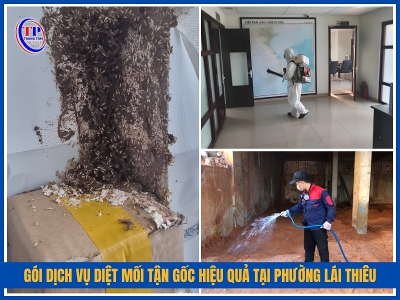 3 gói dịch vụ diệt mối tận gốc hiệu quả tại Phường Lái Thiêu