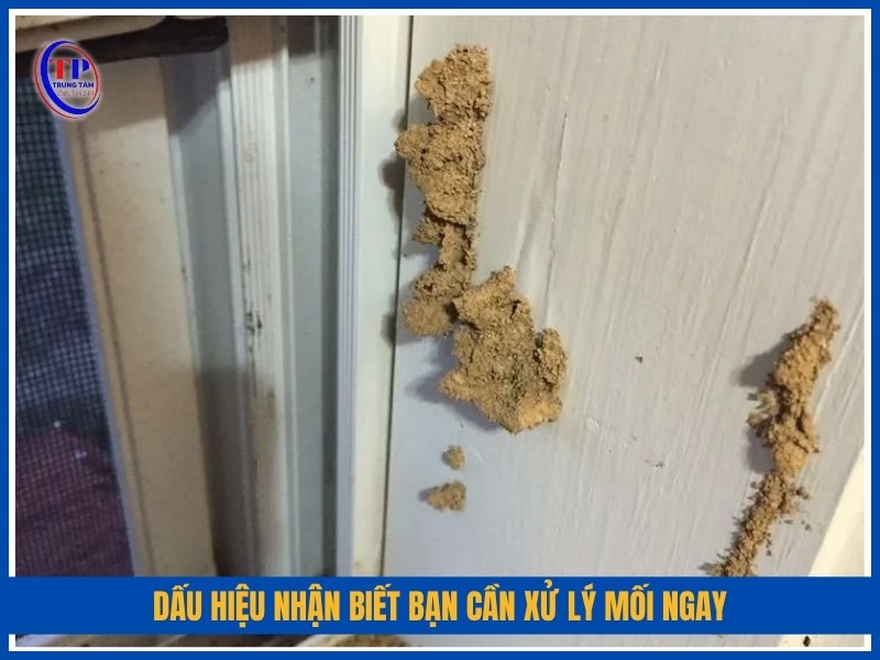 dấu hiệu nhận biết bạn cần xử lý mối ngay