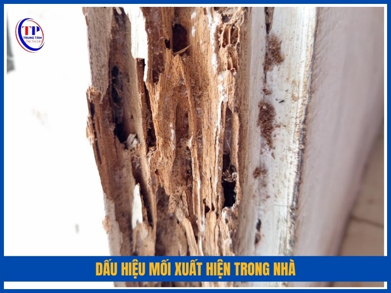 dấu hiệu mối xuất hiện trong nhà