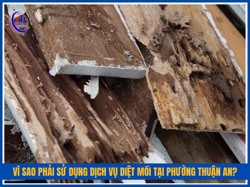 Vì sao phải sử dụng dịch vụ diệt mối tại Phường Thuận An?