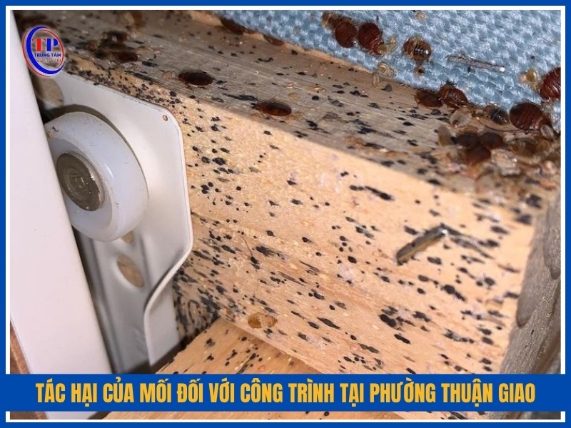 tác hại nghiêm trọng của mối đối với công trình tại Phường Thuận Giao