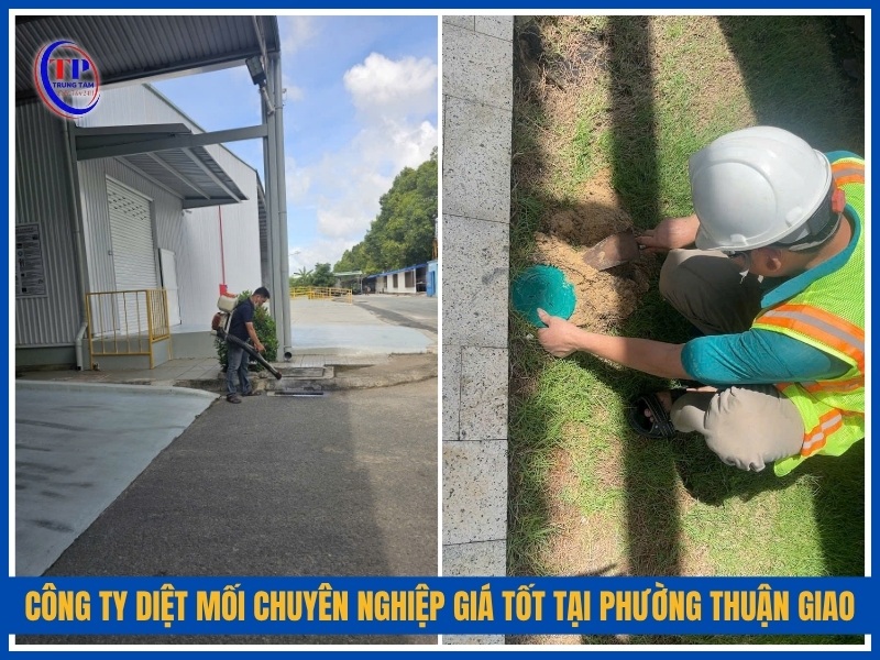 Trung Tâm Diệt Mối 24H – Công ty diệt mối chuyên nghiệp giá tốt tại Phường Thuận Giao