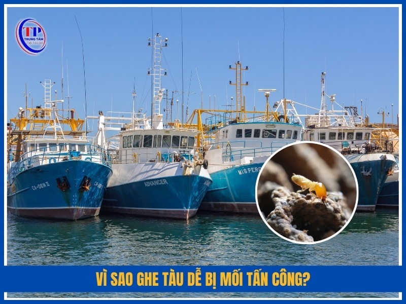 Vì sao ghe tàu dễ bị mối tấn công?